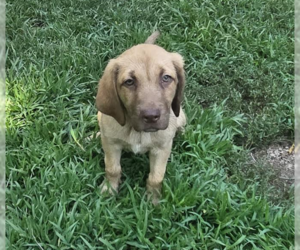 Labrador Retriever Dogs for adoption in Brooklyn Center, MN, USA