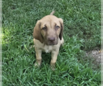 Small Labrador Retriever