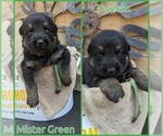 Puppy Mister green German Shepherd Dog