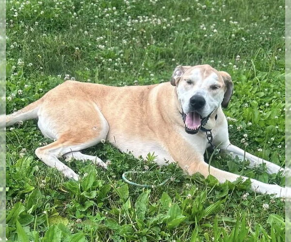 Medium Photo #4 Great Dane-Unknown Mix Puppy For Sale in Germantown, OH, USA