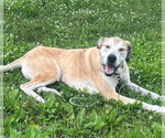 Small #3 Great Dane Mix