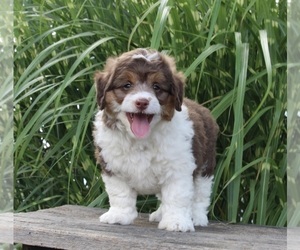 Aussie-Poo Puppy for sale in SUGARCREEK, OH, USA