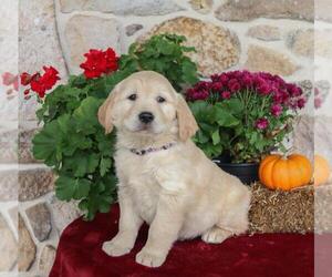 Golden Retriever Puppy for sale in SAINT LOUIS, MO, USA