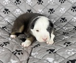 Small Photo #71 Australian Shepherd Puppy For Sale in SALISBURY, NC, USA