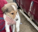 Small #1 Collie-Great Pyrenees Mix