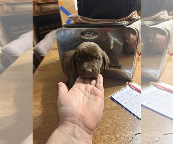 Medium Photo #5 Labrador Retriever Puppy For Sale in ROLLA, MO, USA