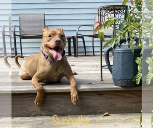 Stella - Female American Pit Bull Terrier-Unknown Mix Dog for Adoption - Photo #9