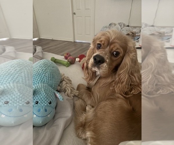 Medium Photo #1 Cocker Spaniel Puppy For Sale in TEMPLE, TX, USA