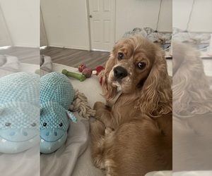 Father of the Cocker Spaniel puppies born on 12/17/2025