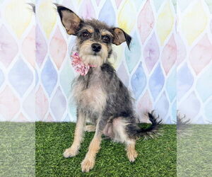 Mutt Dogs for adoption in Corona, CA, USA