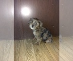 Small Photo #3 Poodle (Toy)-Yorkshire Terrier Mix Puppy For Sale in LAPEER, MI, USA