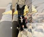 Small #2 Mutt