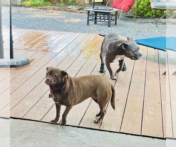 Medium Photo #8 Pug-Unknown Mix Puppy For Sale in Mount Laurel, NJ, USA