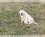 Small Photo #1 Labrador Retriever Puppy For Sale in OZARK, MO, USA