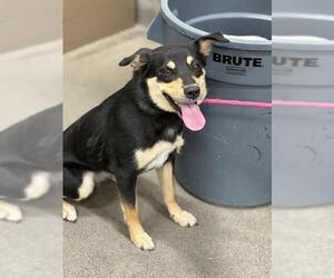 German Shepherd Dog-Unknown Mix Dogs for adoption in Forestville, MD, USA