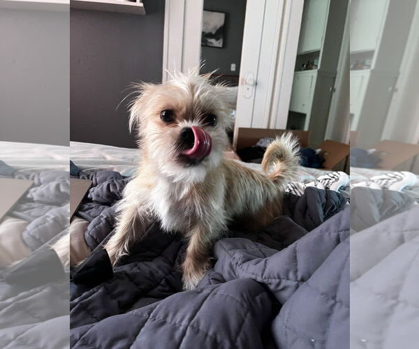 Medium Photo #4 Shih Tzu-Unknown Mix Puppy For Sale in Grafton, WI, USA