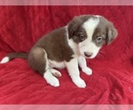 Small Photo #14 Borador Puppy For Sale in MARION, VA, USA