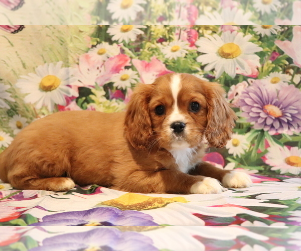 Medium Photo #1 Cavalier King Charles Spaniel Puppy For Sale in SHILOH, OH, USA