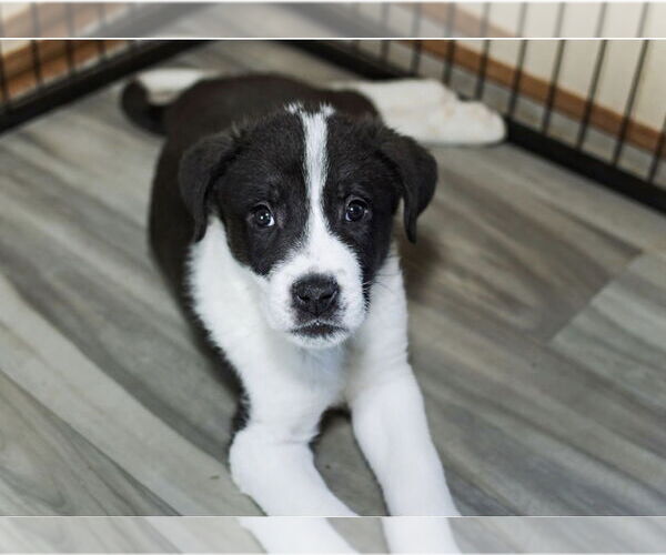 Medium Photo #5 Great Pyrenees-Unknown Mix Puppy For Sale in OKLAHOMA CITY, OK, USA