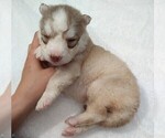 Small #23 Siberian Husky