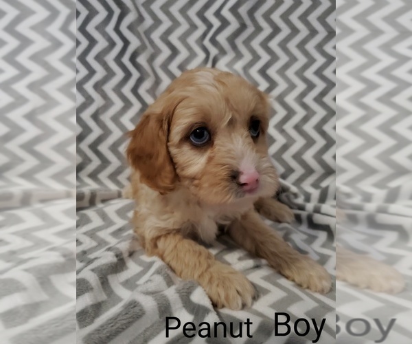 Medium Photo #1 Cavapoo Puppy For Sale in HENDERSON, NV, USA