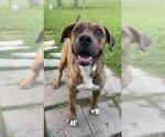 Small #2 Labrador Retriever Mix