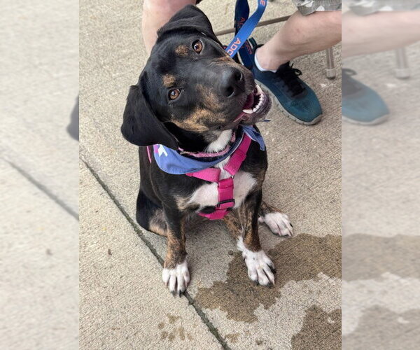 Medium Photo #3 Rottweiler Puppy For Sale in Southbury, CT, USA