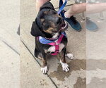 Small Photo #3 Rottweiler Puppy For Sale in Southbury, CT, USA