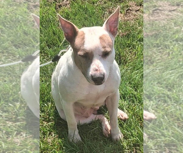 Medium Photo #4 Mutt Puppy For Sale in Wenonah, NJ, USA