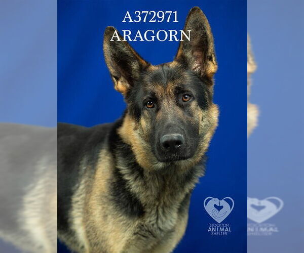 Medium Photo #1 German Shepherd Dog Puppy For Sale in Stockton, CA, USA