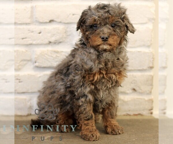 Medium Photo #1 Bernedoodle (Miniature) Puppy For Sale in NARVON, PA, USA