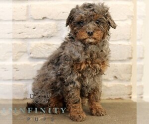 Bernedoodle (Miniature) Puppy for sale in NARVON, PA, USA