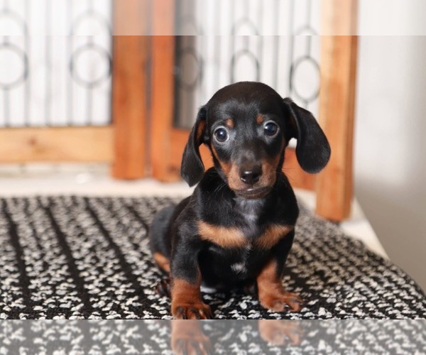 Medium Photo #1 Dachshund Puppy For Sale in NAPLES, FL, USA