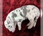 Small Photo #7 Great Dane Puppy For Sale in CLEARFIELD, UT, USA