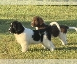 Small #1 Newfoundland