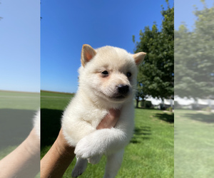 Shiba Inu Puppy for sale in SULLIVAN, IL, USA