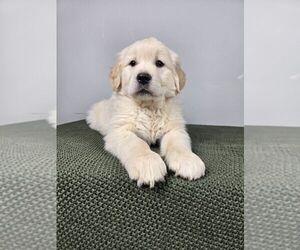 Golden Shepherd Puppy for sale in FRANKLIN, IN, USA