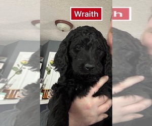 Goldendoodle Puppy for sale in LOS LUNAS, NM, USA