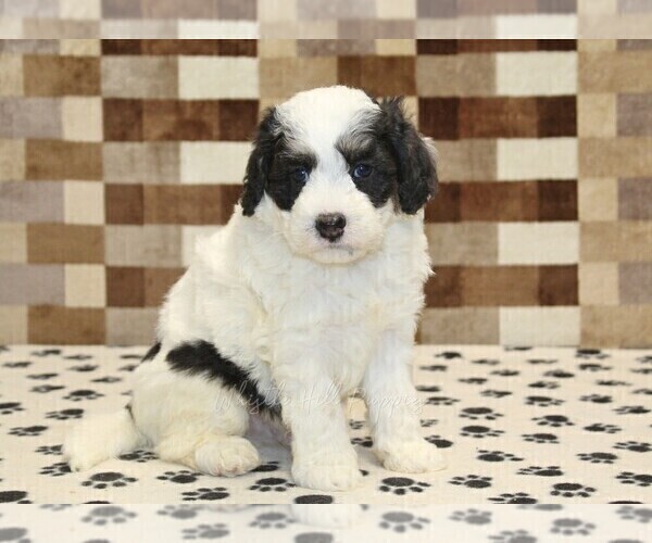Medium Photo #1 Bernedoodle (Miniature) Puppy For Sale in DENVER, PA, USA
