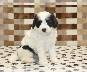 Bernedoodle (Miniature) Puppy for sale in DENVER, PA, USA