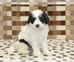 Image preview for Ad Listing. Nickname: Kodiak