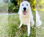 Small #8 Great Pyrenees
