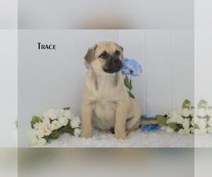 Miniature Australian Shepherd-Pug Mix Puppy for sale in CLARE, MI, USA