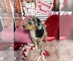 Small Photo #13 Australian Shepherd Puppy For Sale in NEW BRAUNFELS, TX, USA