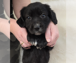 Mutt Dogs for adoption in Brooklyn, NY, USA