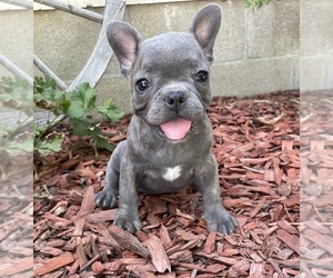 French Bulldog Puppy for Sale in PRYOR, Oklahoma USA