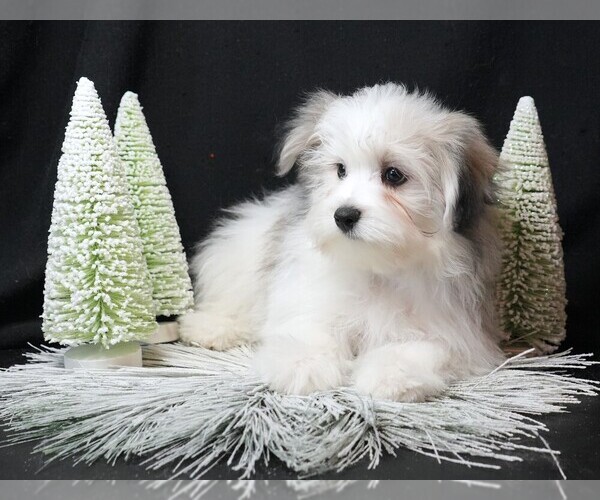 Medium Photo #2 Maltipom Puppy For Sale in ROCK VALLEY, IA, USA