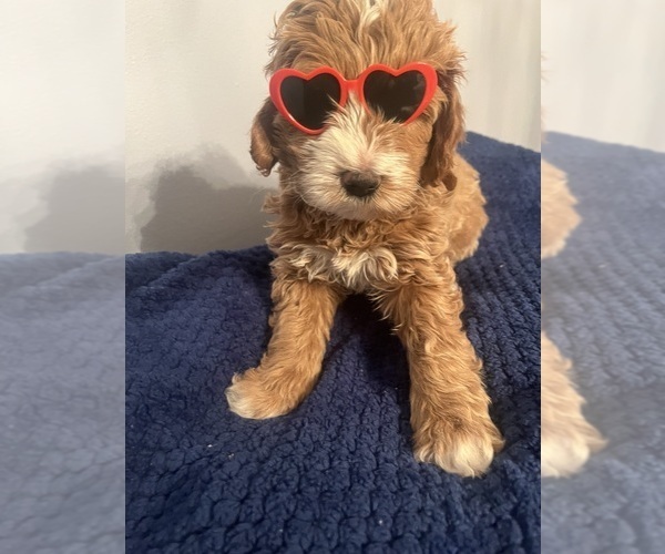 Medium Photo #12 Goldendoodle (Miniature) Puppy For Sale in LOVES PARK, IL, USA