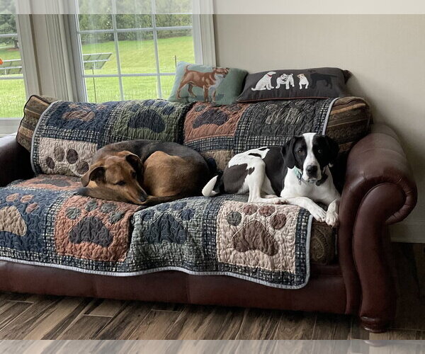 Medium Photo #10 Mutt Puppy For Sale in Harrisburg, PA, USA