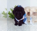 Small #3 YorkiePoo